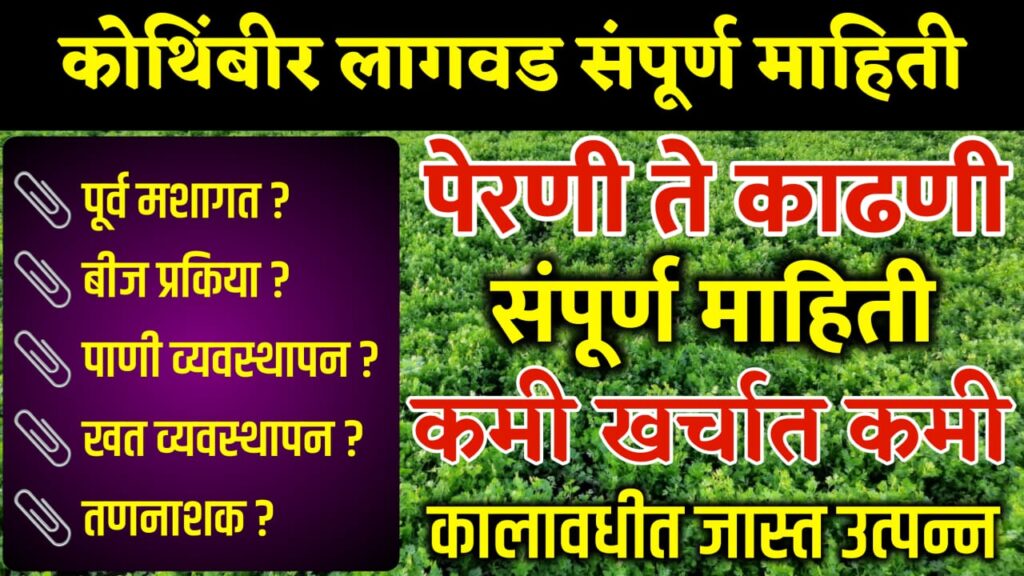 Kothimbir Lagwad Kashi Karavi