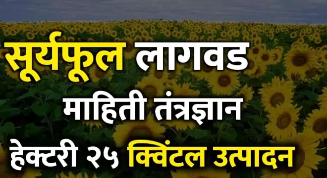 Suryaful Lagwad Kashi Karavi