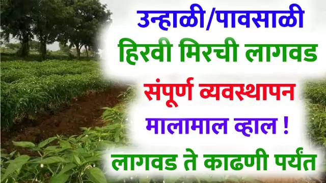 Mirchi Lagwad Kashi Karavi