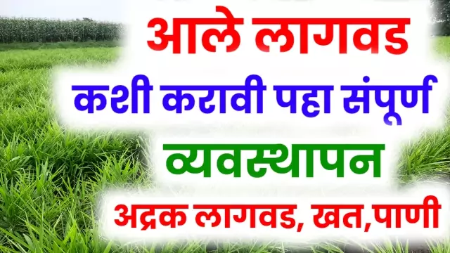 Adrak Lagwad Mahiti Marathi