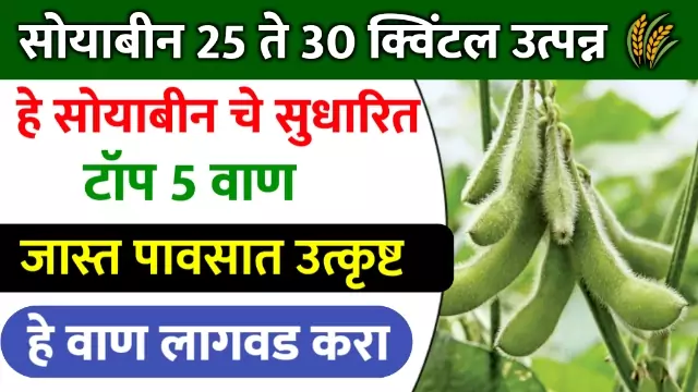 Soybean Variety in Maharashtra