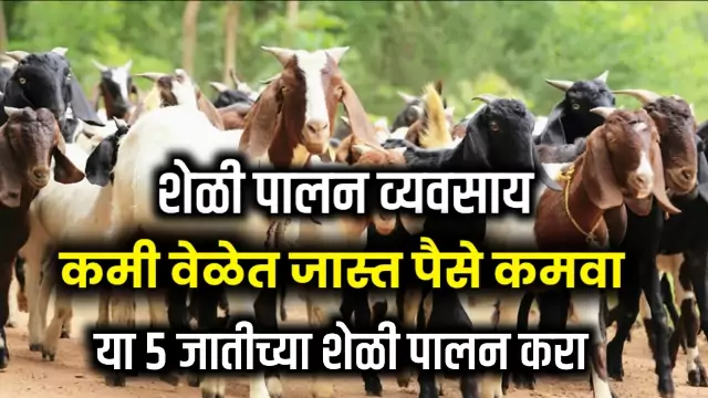 Best Goat In Goat Farming