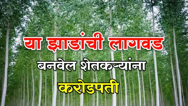 Nilgiri Lagwad Mahiti Marathi