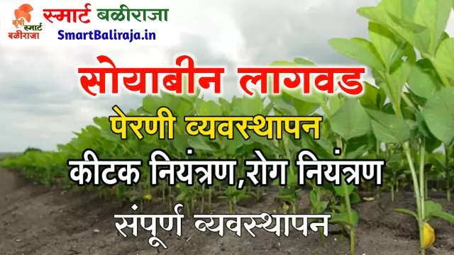 Soybean Lagwad Kashi Karavi