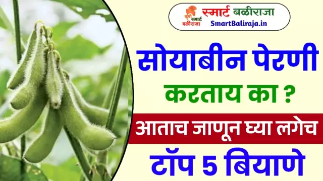 Top 5 Soybean Seeds in Maharashtra