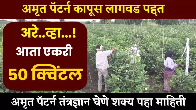 Amrut Pattern Cotton Farming