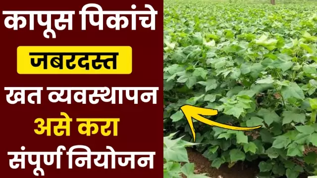 Cotton Fertilizer Management