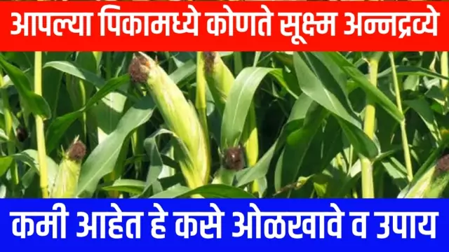 Most Important Fror Crops