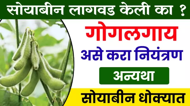 Soybean Gogalgai Niyantran