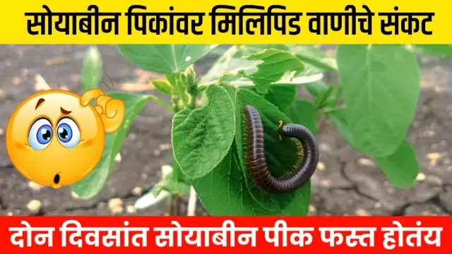 Soybean Milipid Niyantran
