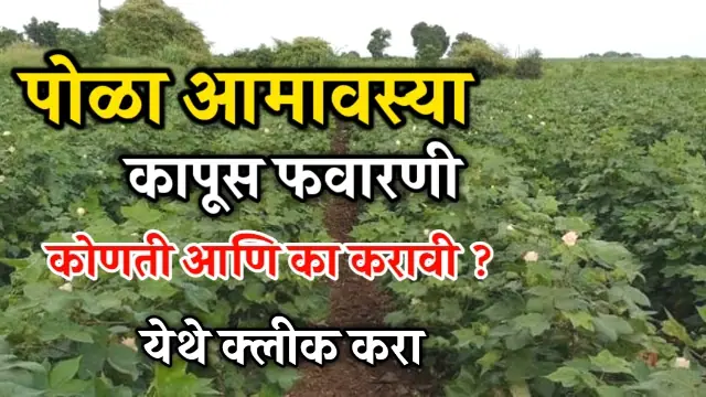Pola Amavasya Kapus Favarni Niyojan