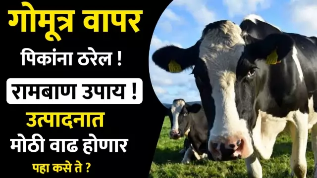 Benefits of Cow Urine