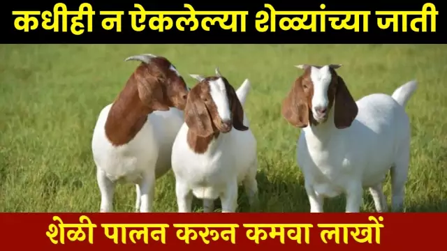 Best 3 Goat Breeds