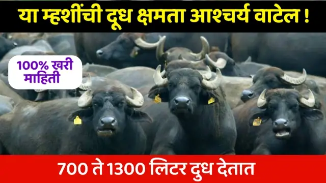Best Milk Buffalo in India
