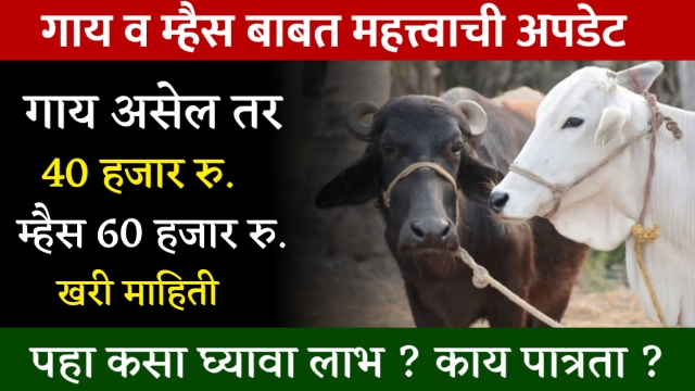 Buffalo Farming Loan