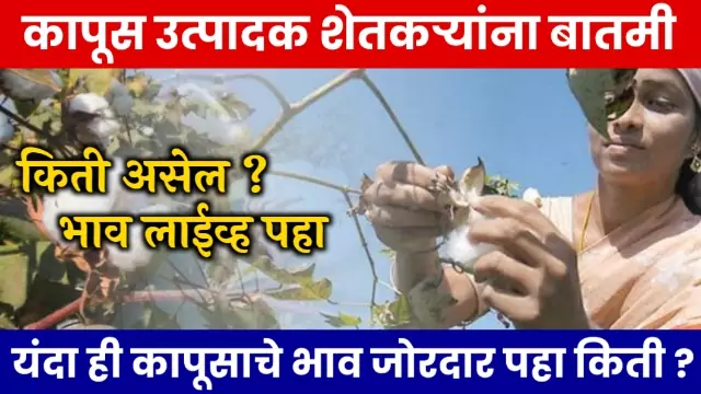 Cotton Rate In Maharashtra
