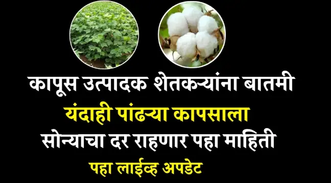 Cotton Rate in Maharashtra