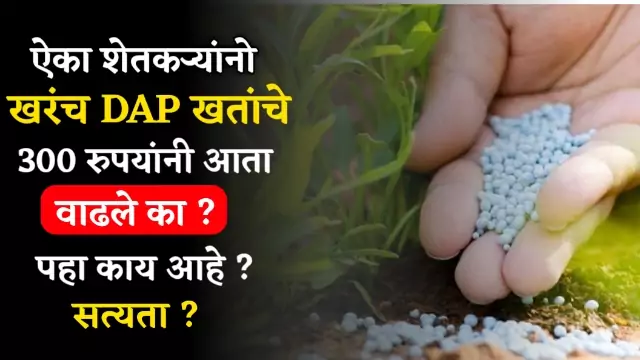 DAP Fertilizer Rate Update