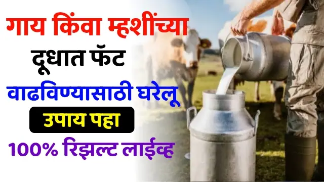 How to Increase Milk Fat