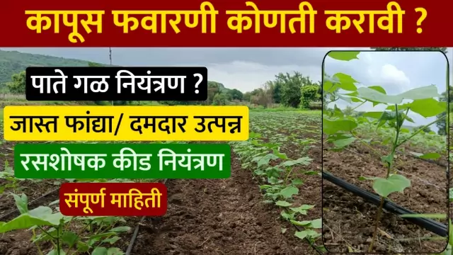 Kapus Pikavar Konti Favarani