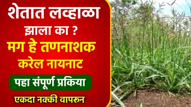 Lavhala Tan Nashak