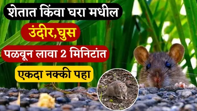 Mice Damage Crop Solutions