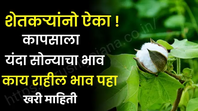 Cotton In Maharashtra