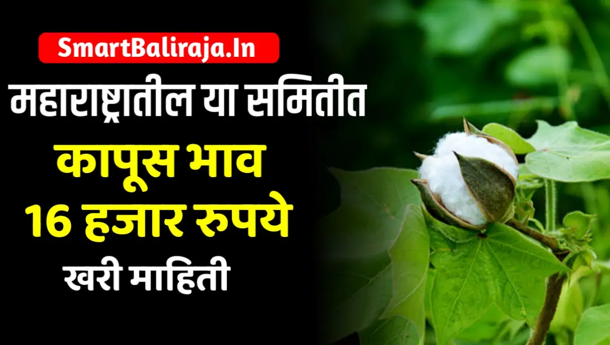 Cotton Market Price