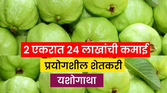 Guava Farming Success Story