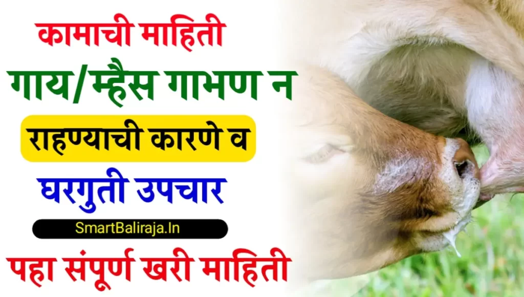 Home Remedies for Animal Infertility