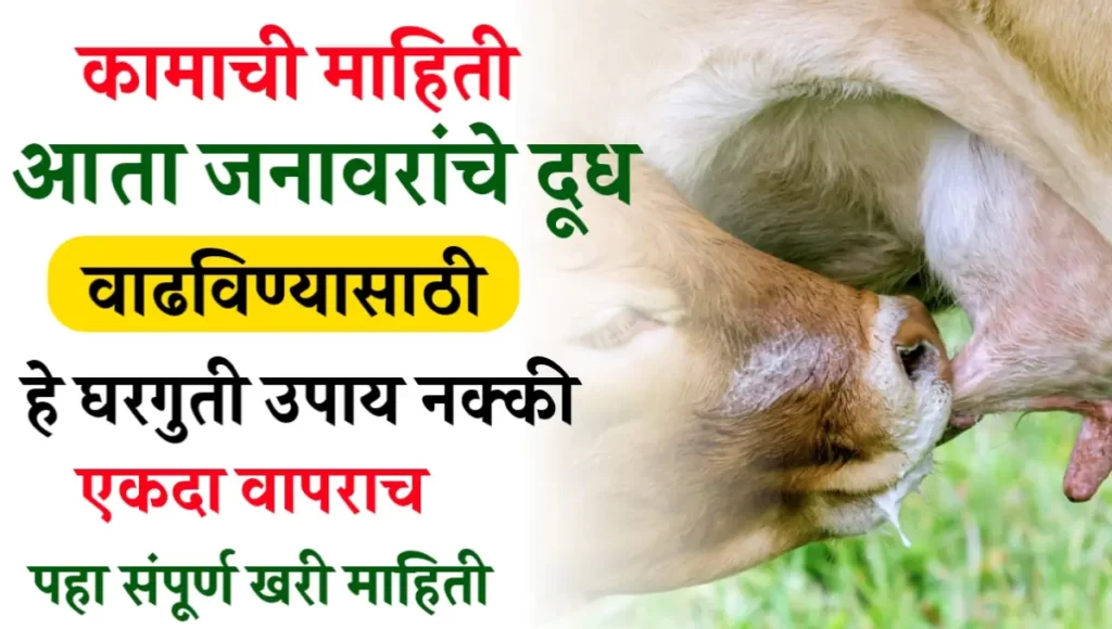 Home Remedies to Increase Animal Milk
