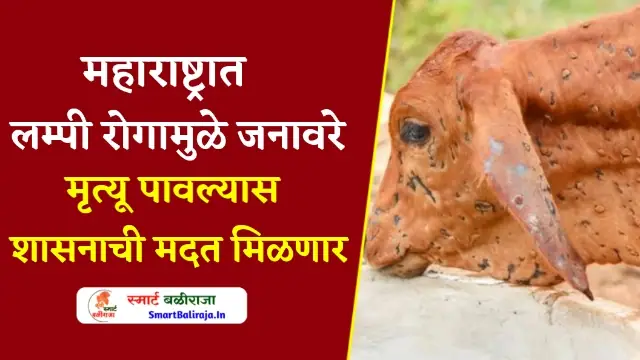 Lumpy Skin Disease Animals