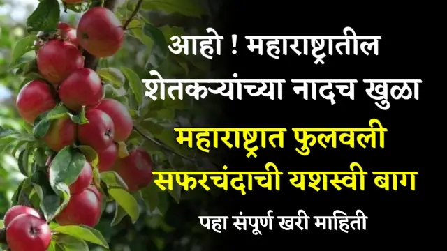 Apple Farming in Maharashtra