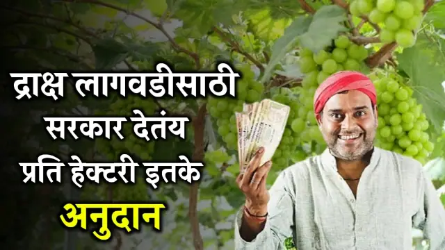 Grape Cultivation Subsidy Scheme