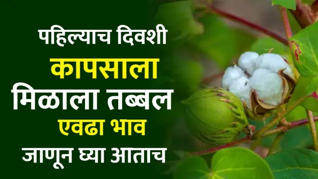 Kapus Maharashtra