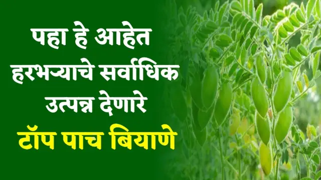 Harbhara Top 05 Biyan