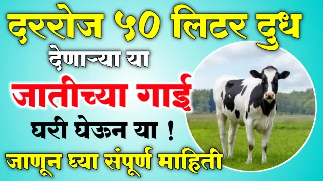 Jast Dudh Denari Gai