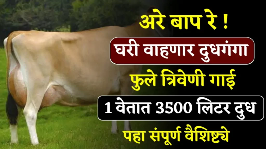 Phule Triveni Cow Breed