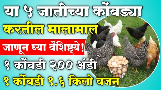 Poultry Farm Business Plan