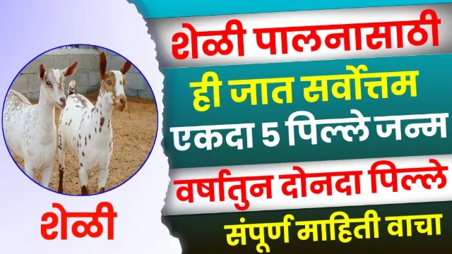 Barbari Goat Information Marathi