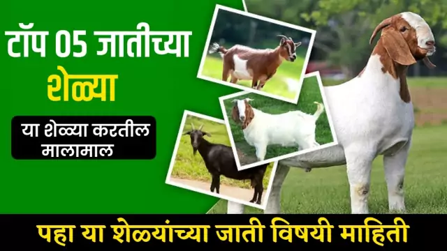 Goat Breeds Maharashtra